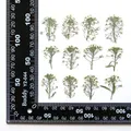 Kit de 12 fleurs séchées pressées Alyssum naturelles – Couleur original white