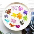 Kit de 24 fleurs séchées pressées bleues pour résine – 4