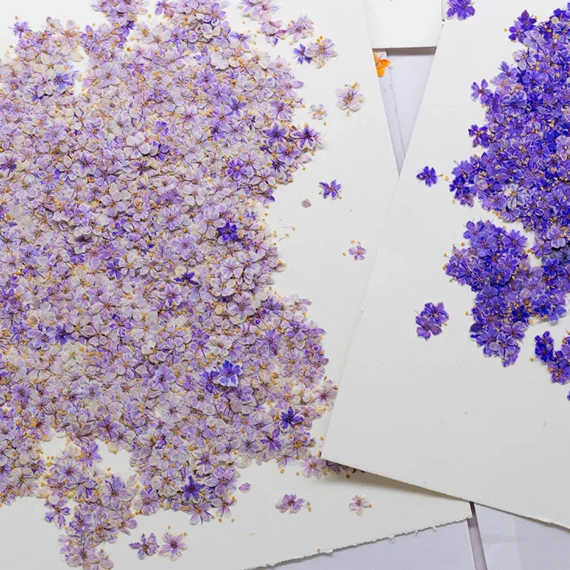 Kit de 24 fleurs séchées pressées bleues pour résine