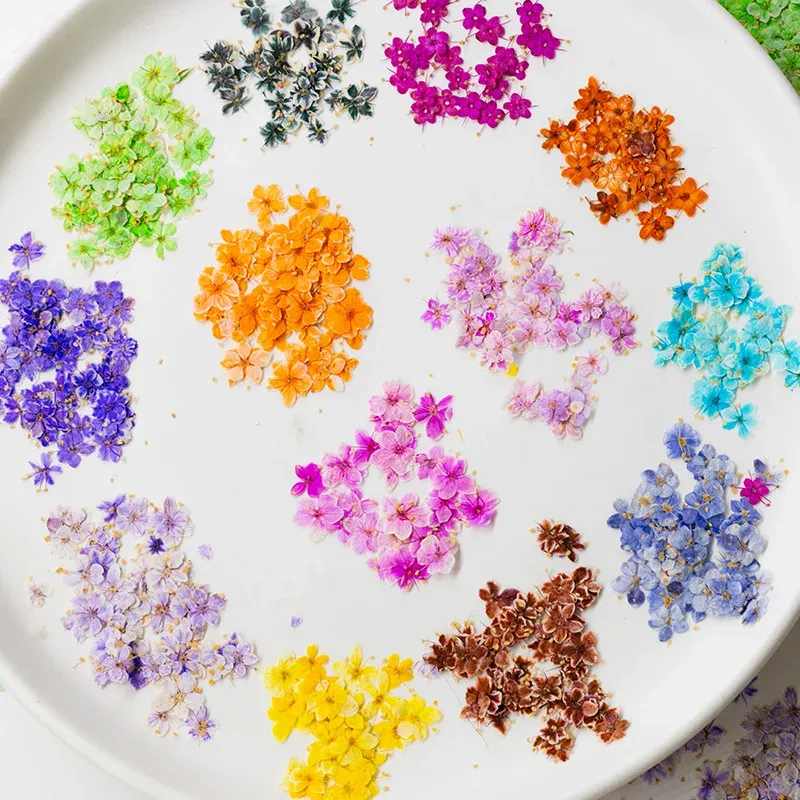 Kit de 24 fleurs séchées pressées bleues pour résine