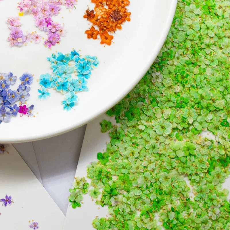 Kit de 24 fleurs séchées pressées bleues pour résine