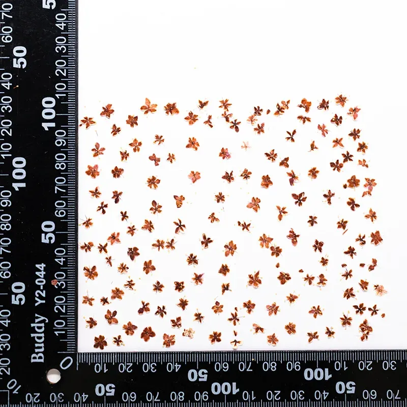 Kit de 24 fleurs séchées pressées bleues pour résine