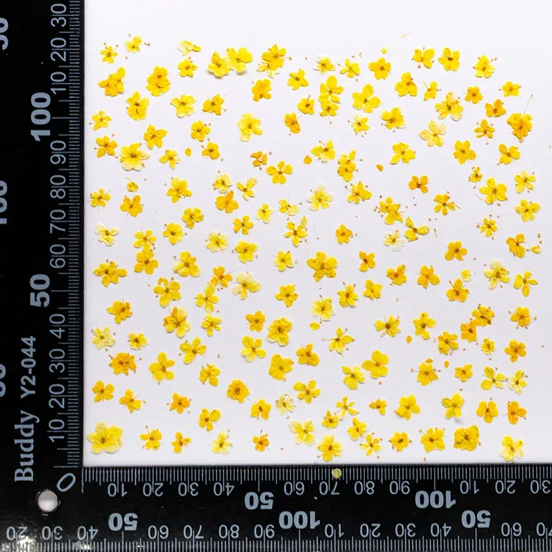 Kit de 24 fleurs séchées pressées bleues pour résine