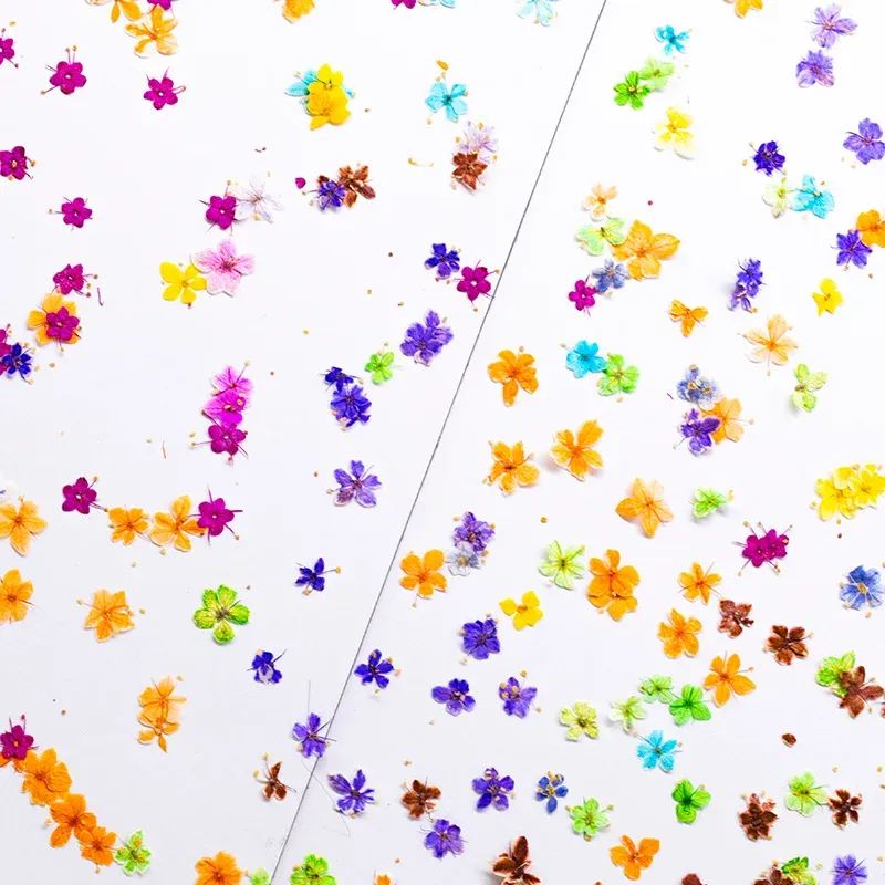Kit de 24 fleurs séchées pressées bleues pour résine