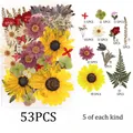 Kit fleurs séchées naturelles mélangées 53 à 85 pièces pour bijoux résine – Couleur Set3 53PCS