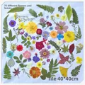 Kit fleurs séchées naturelles mélangées 53 à 85 pièces pour bijoux résine – Couleur Set2 75PCS
