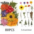 Kit fleurs séchées naturelles mélangées 53 à 85 pièces pour bijoux résine – Couleur Set6 80PCS