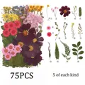 Kit fleurs séchées naturelles mélangées 53 à 85 pièces pour bijoux résine – Couleur Set10 75PCS