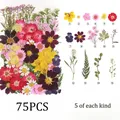 Kit fleurs séchées naturelles mélangées 53 à 85 pièces pour bijoux résine – Couleur Set7 75PCS