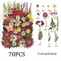 Kit fleurs séchées naturelles mélangées 53 à 85 pièces pour bijoux résine – Couleur Set4 70PCS