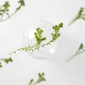 Kit fleurs séchées nuage 84 pièces pour résine et DIY – 4
