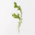 Kit fleurs séchées nuage 84 pièces pour résine et DIY – 5