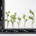 Kit fleurs séchées nuage 84 pièces pour résine et DIY – 6