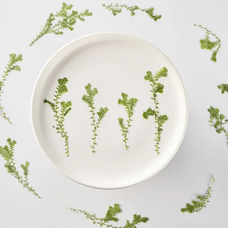 Kit fleurs séchées nuage 84 pièces pour résine et DIY