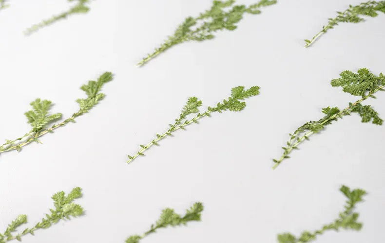 Kit fleurs séchées nuage 84 pièces pour résine et DIY
