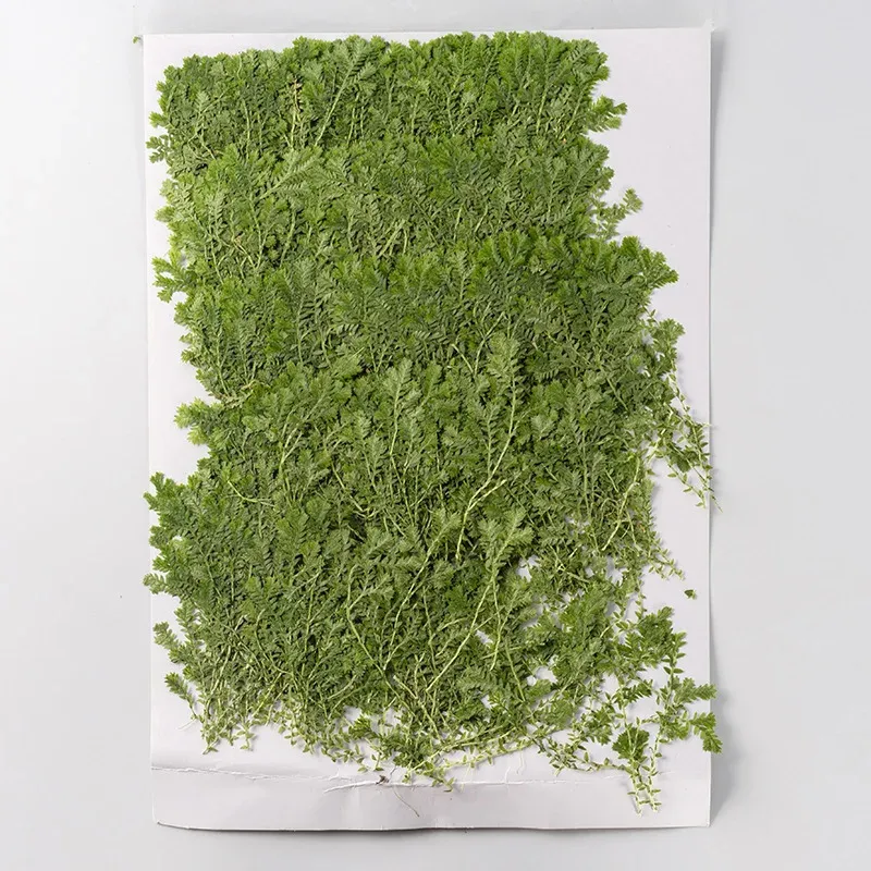 Kit fleurs séchées nuage 84 pièces pour résine et DIY