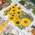 Kit fleurs séchées pressées colorées 65 à 110 pièces – 1