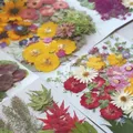 Kit fleurs séchées pressées colorées 65 à 110 pièces – 2