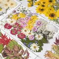 Kit fleurs séchées pressées colorées 65 à 110 pièces – 4