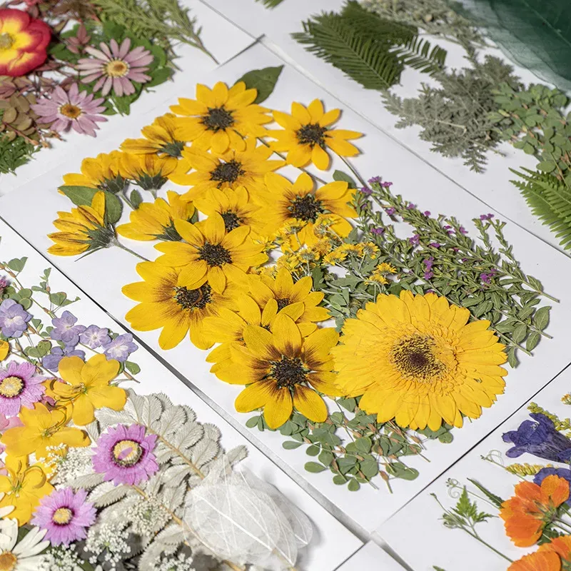 Kit fleurs séchées pressées colorées 65 à 110 pièces