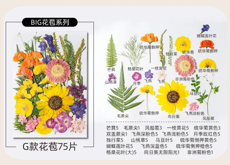 Kit fleurs séchées pressées colorées 65 à 110 pièces