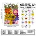 Kit fleurs séchées pressées colorées 65 à 110 pièces – Couleur G 75Pcs