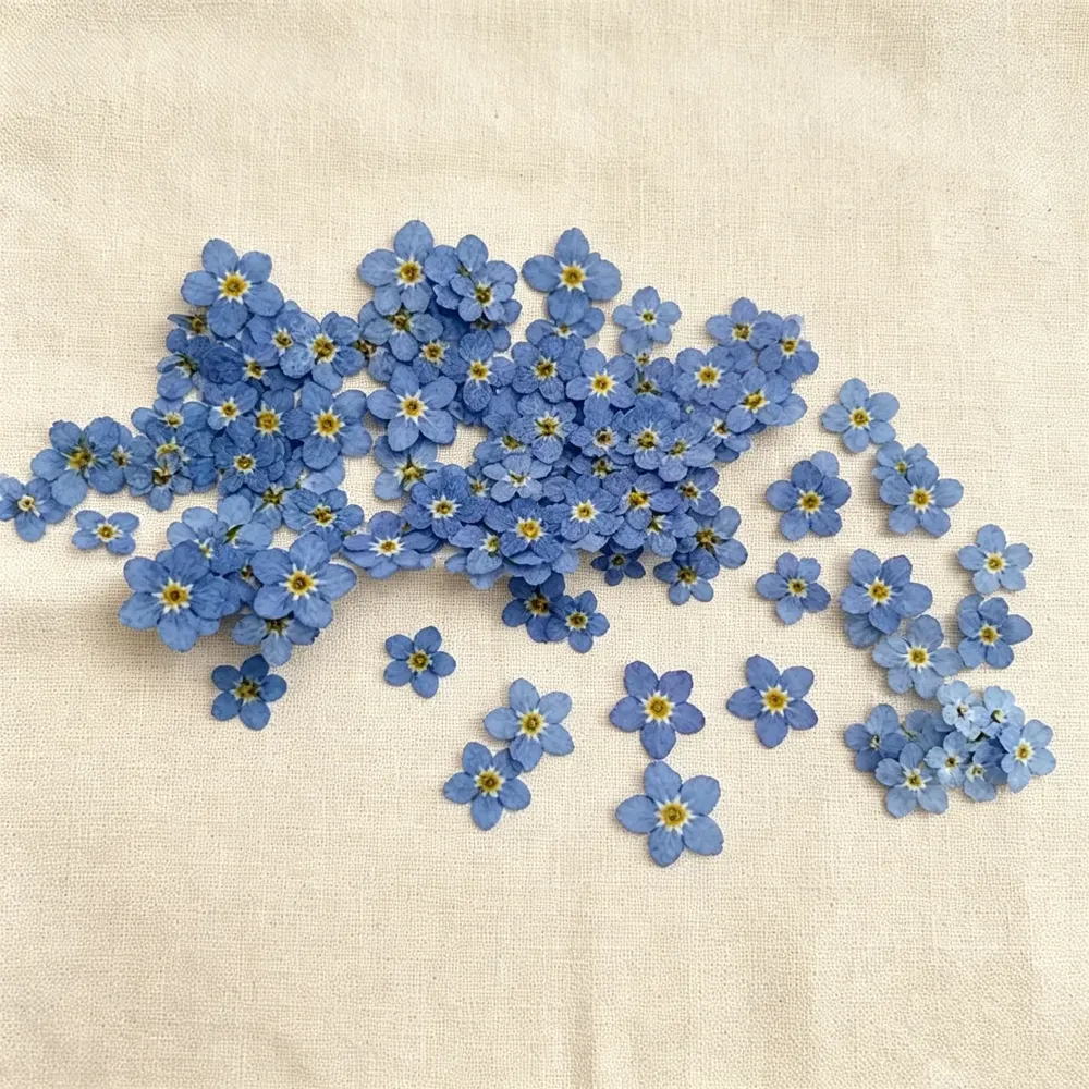 Lot de 100 fleurs de myosotis séchées pour bijoux et résine