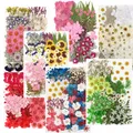 Lot de 100 fleurs et feuilles séchées pour résine et cadres – 2