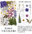Lot de 100 fleurs et feuilles séchées pour résine et cadres – 5