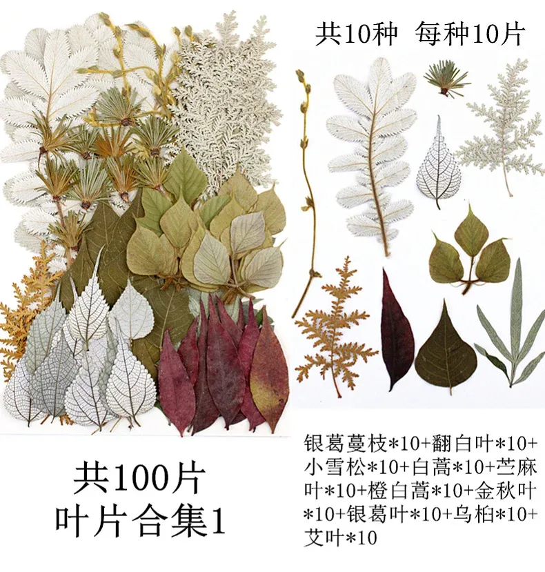 Lot de 100 fleurs et feuilles séchées pour résine et cadres