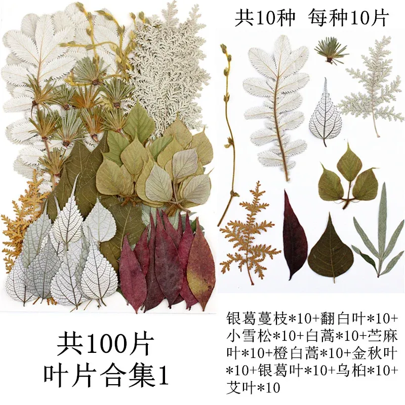 Lot de 100 fleurs et feuilles séchées pour résine et cadres