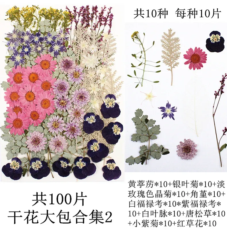 Lot de 100 fleurs et feuilles séchées pour résine et cadres