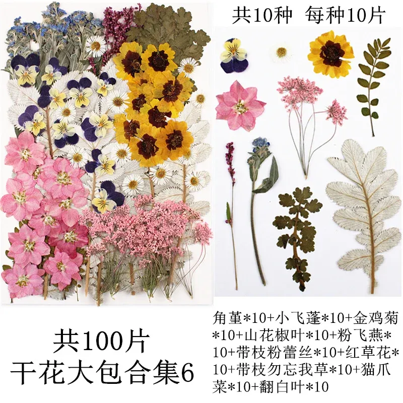 Lot de 100 fleurs et feuilles séchées pour résine et cadres