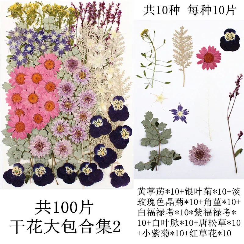 Lot de 100 fleurs et feuilles séchées pour résine et cadres