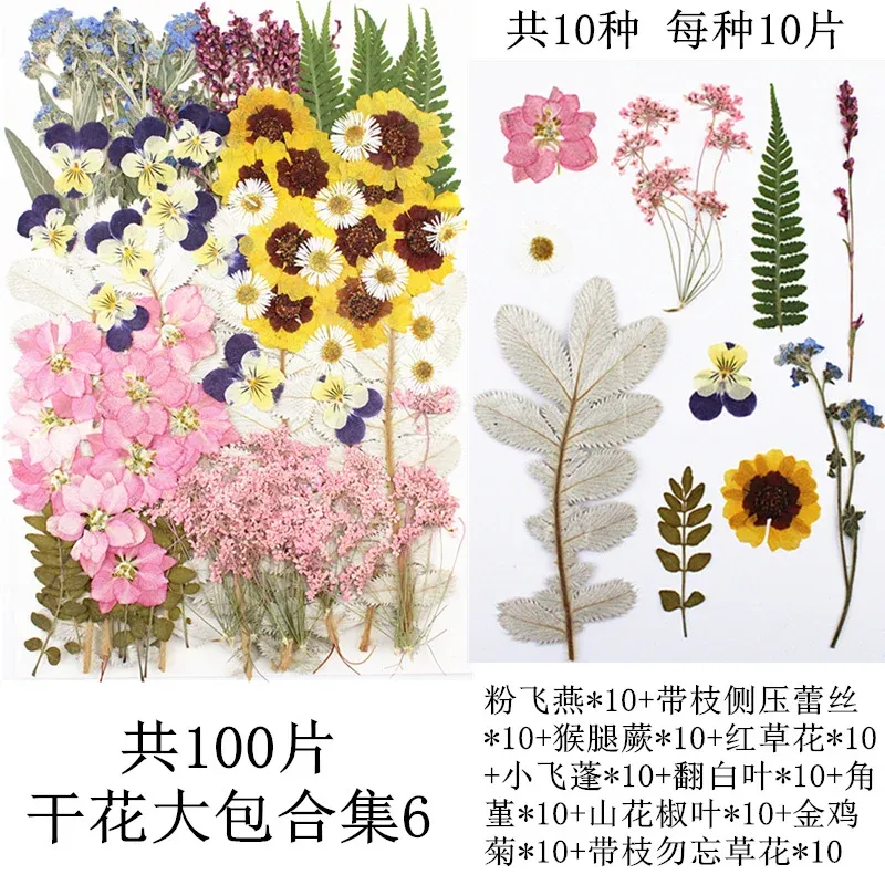 Lot de 100 fleurs et feuilles séchées pour résine et cadres