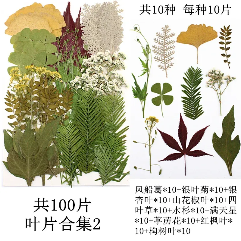 Lot de 100 fleurs et feuilles séchées pour résine et cadres