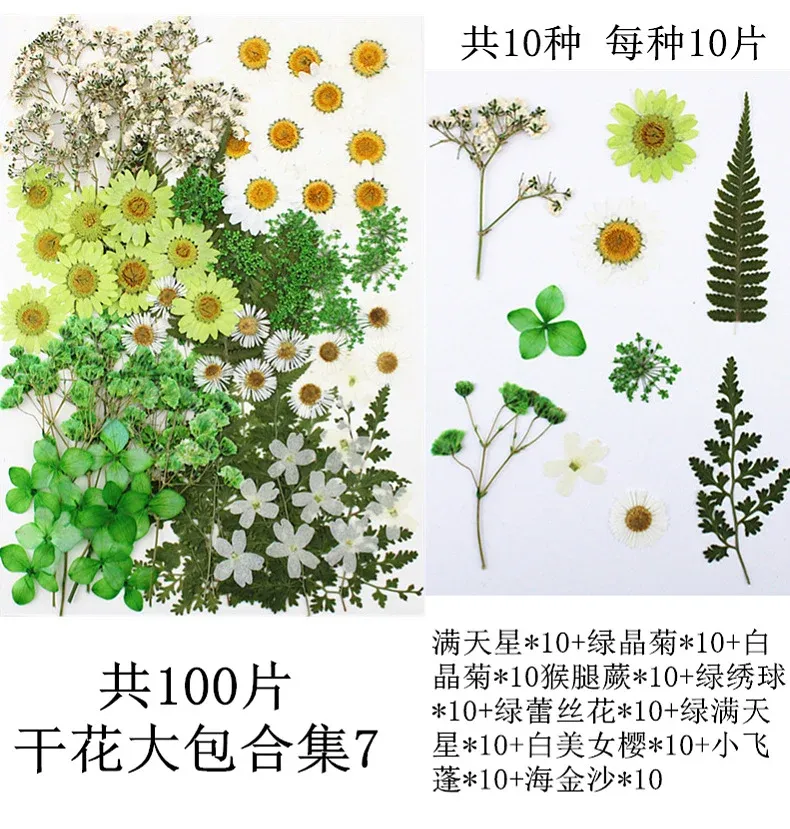 Lot de 100 fleurs et feuilles séchées pour résine et cadres