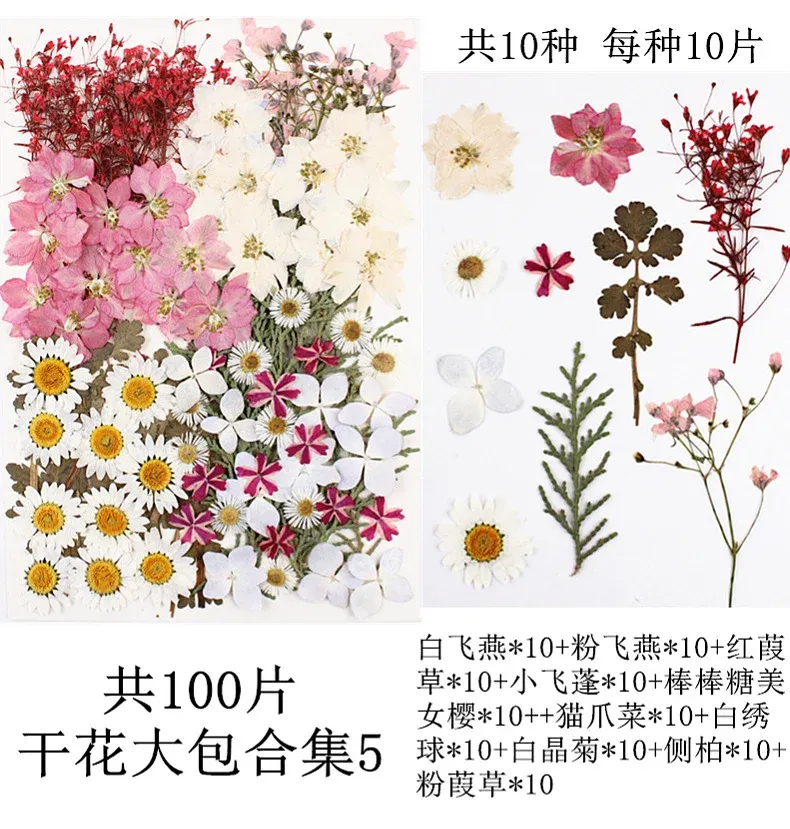 Lot de 100 fleurs et feuilles séchées pour résine et cadres
