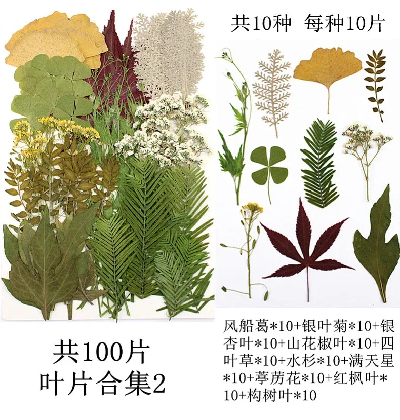 Lot de 100 fleurs et feuilles séchées pour résine et cadres