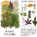 Lot de 100 fleurs et feuilles séchées pour résine et cadres – Color Ivoire (11)