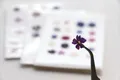Lot de 100 mini fleurs de cerisier séchées pour résine – 6
