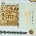Lot de 100 mini fleurs séchées gypsophile pour résine – 5