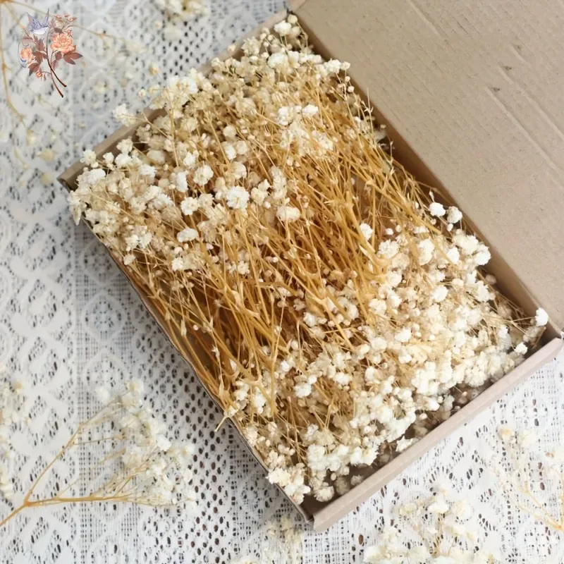 Lot de 100 mini fleurs séchées gypsophile pour résine