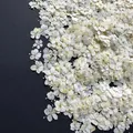 Lot de 1000 perles fleurs séchées pour nail art et résine – Color BLANC (12)