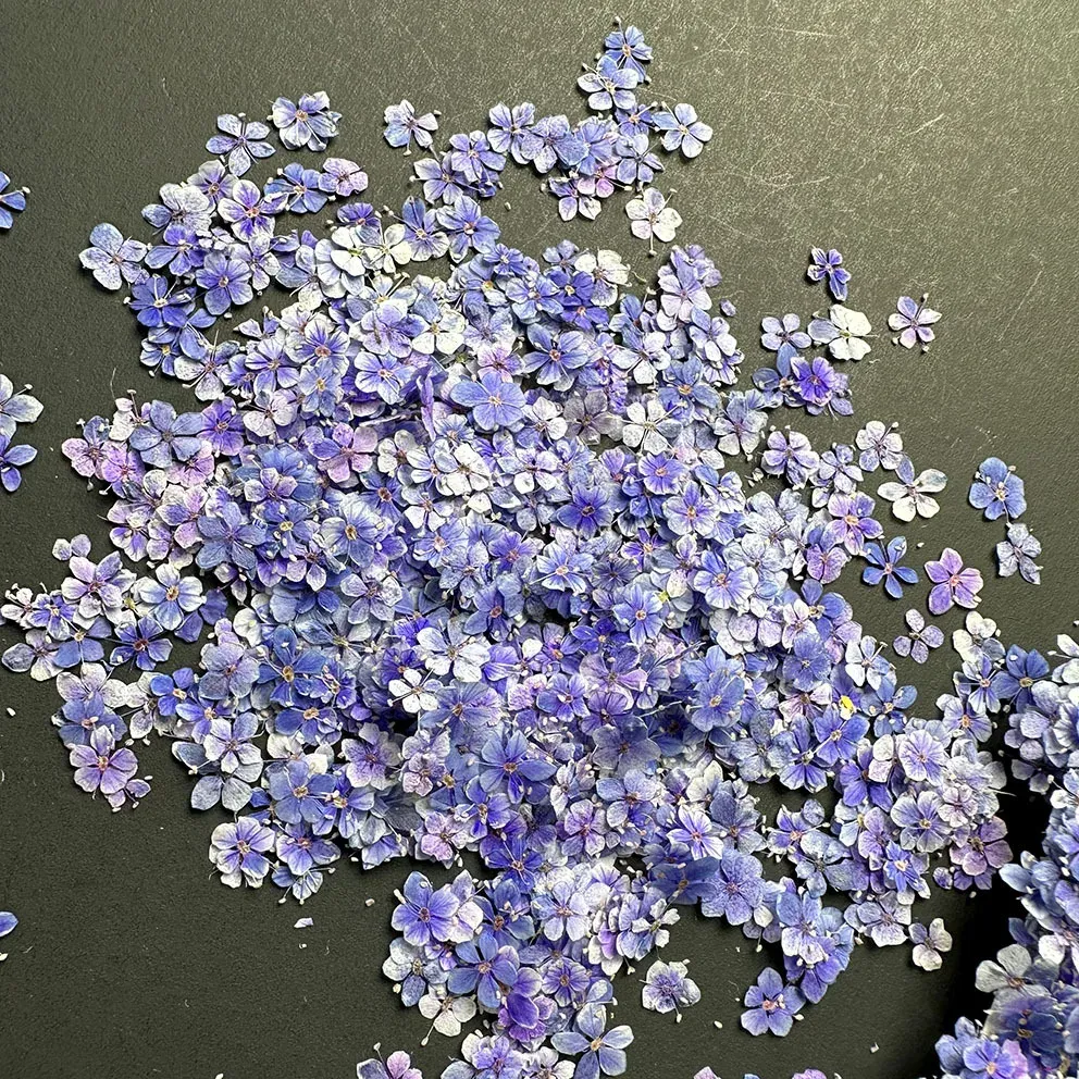 Lot de 1000 perles fleurs séchées pour nail art et résine