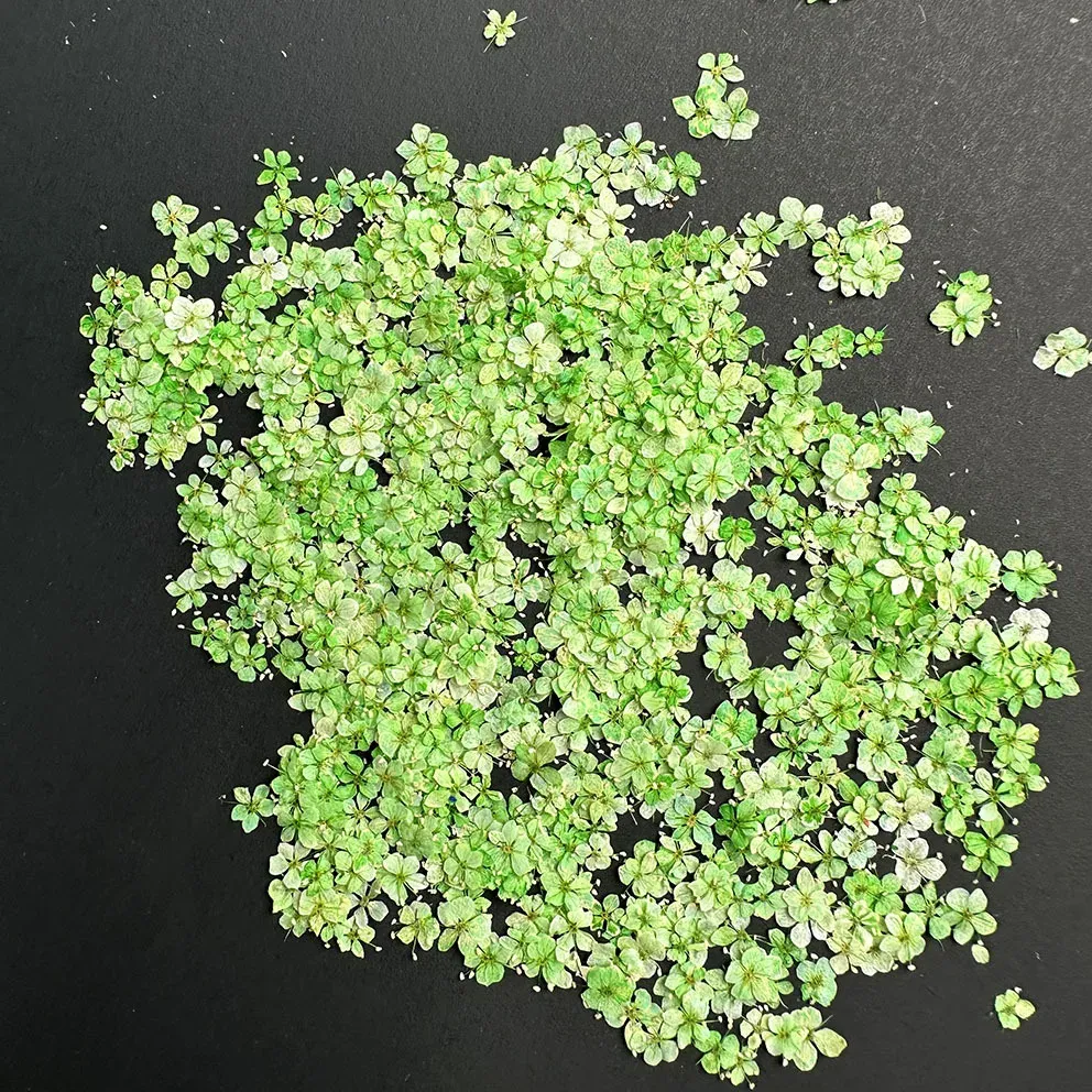 Lot de 1000 perles fleurs séchées pour nail art et résine