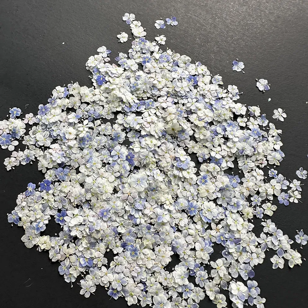 Lot de 1000 perles fleurs séchées pour nail art et résine