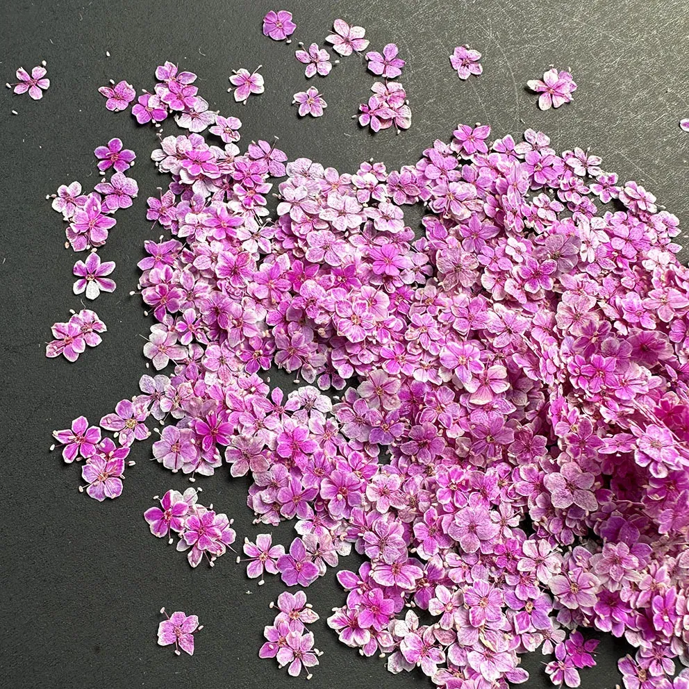 Lot de 1000 perles fleurs séchées pour nail art et résine