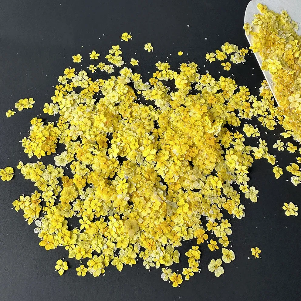 Lot de 1000 perles fleurs séchées pour nail art et résine
