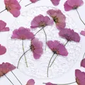 Lot de 12 fleurs cosmos séchées teintées pour cartes et déco – 3